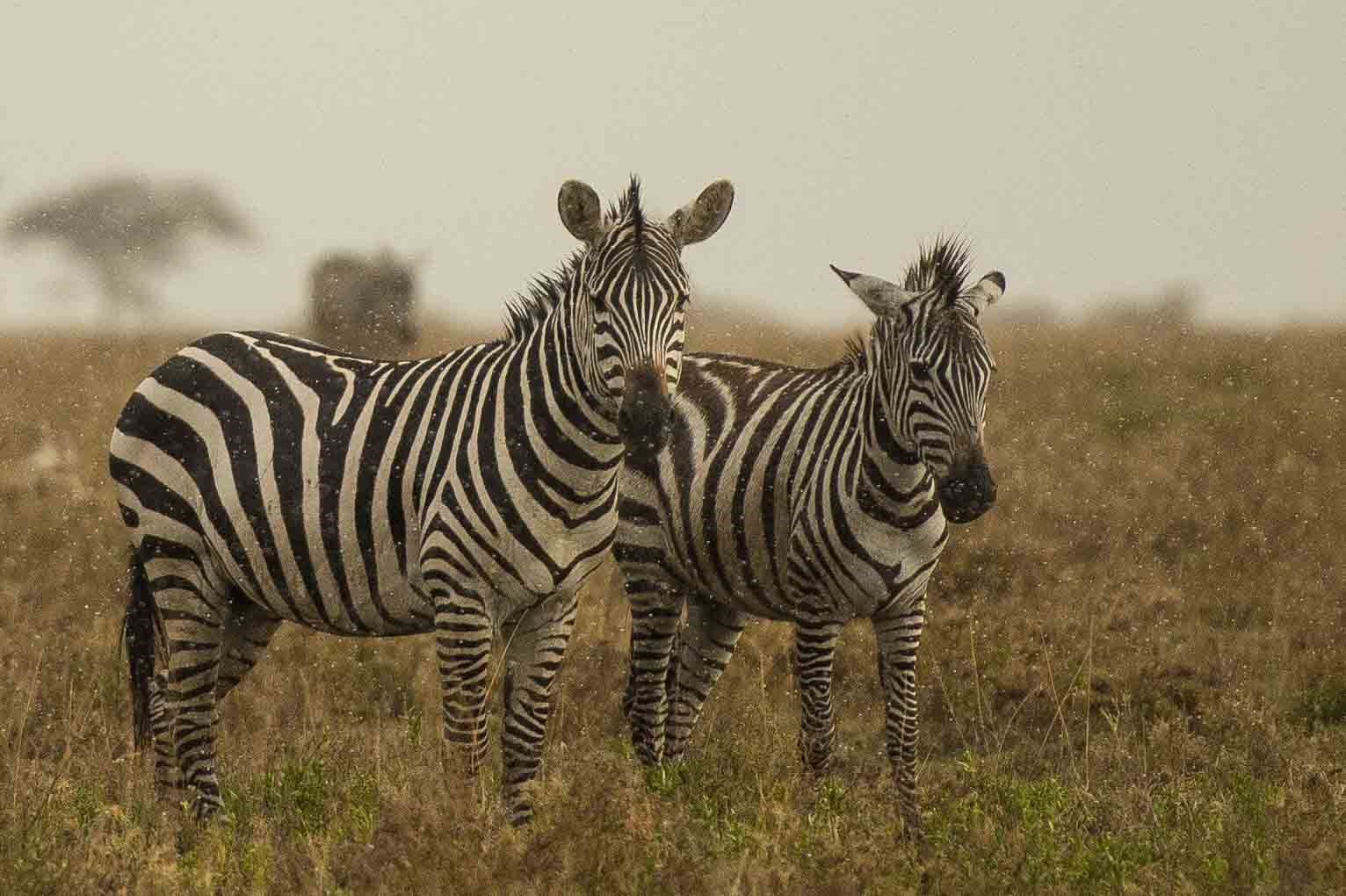 5-days-tanzania-wildlife-safari-Testify-Safari