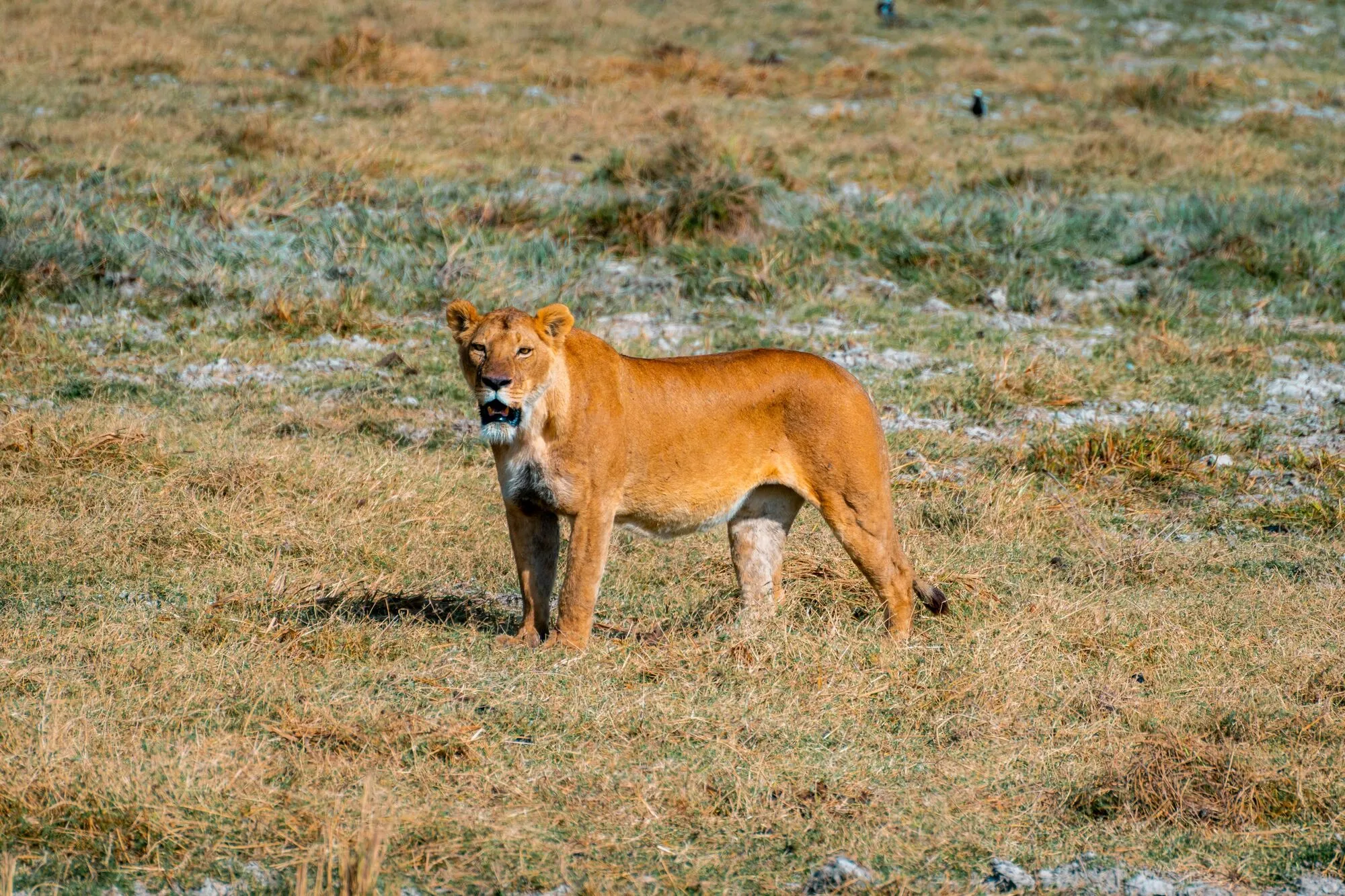 6-days-tanzania-memorable-safari-Testify-Safari